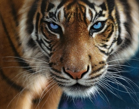 blue-eye-tiger1.jpg